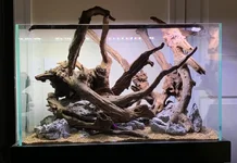 40g Scape 2 jpeg.webp