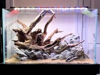 40g Scape 1 jpeg.webp