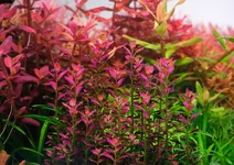 2hrAquaristDSCF2689E.webp
