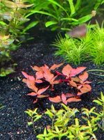 Don't let my plants go to waste! Plant package available. AR Mini, Lagenandra, Pogostemon, Eriocaulon agumbey, massive Hygro 53b portion