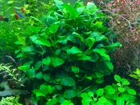 Anubias2.webp