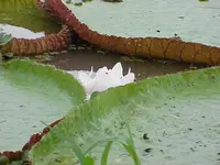 Victoria amazonicus.webp