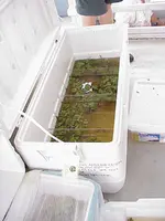 Our fish coolers.webp