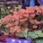 Freshflora