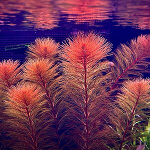 Myriophyllum Roraima