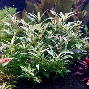 Pogostemon Sampsonii