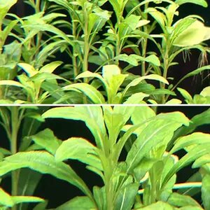 Staurogyne spatulata