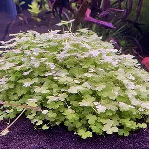 Hydrocotyle Tripartita