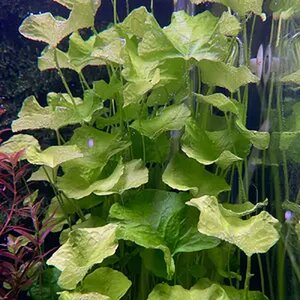 Nymphoides sp. Taiwan