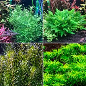 Media of the Month Contest - June 2025 - Something Green in the Aquarium