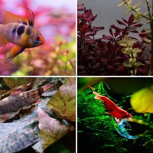 Media of the Month Contest - July 2025 - Anything Alive in Your Aquarium