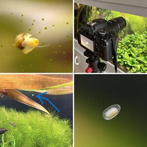 Media of the Month Contest - August 2025 - Close Up From Your Aquarium