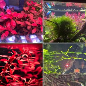 Media of the Month Contest - September 2025 - Something Red in Your Aquarium