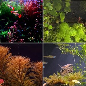 Media of the Month Contest - March 2026 - Best Aquarium Subject