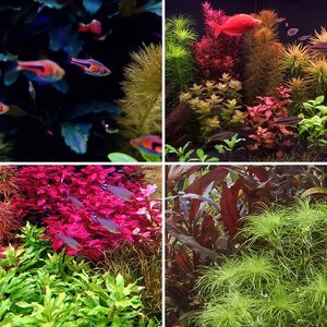 Media of the Month Contest - April 2026 - Best Plant Contrast