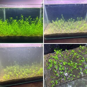 Mud Substrate Aquarium - No Cap - Journal