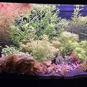Main40gal.jpg
