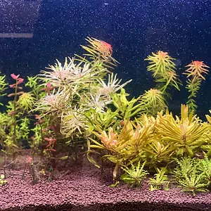 Arts ugly photo.webp