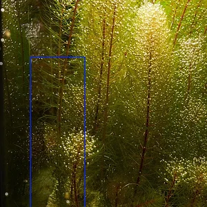 M. pinnatum TC growth