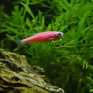 Pink Zebra Danio