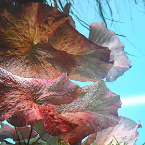 Lily_5.webp