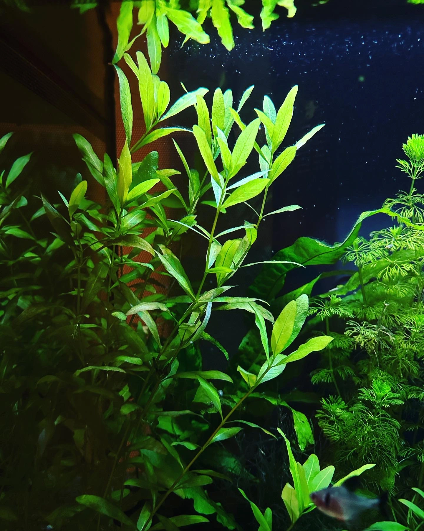 Hygrophila Polysperma