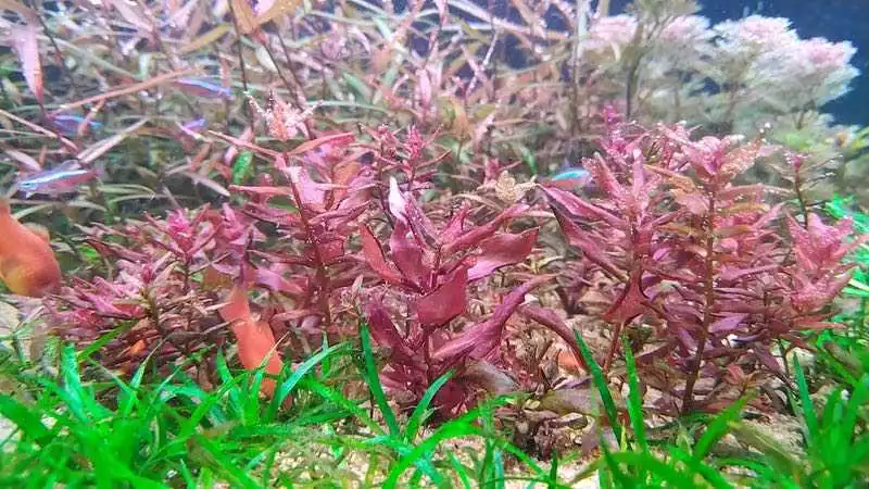 Nikola Predojevic Rotala Macrandra.jpg