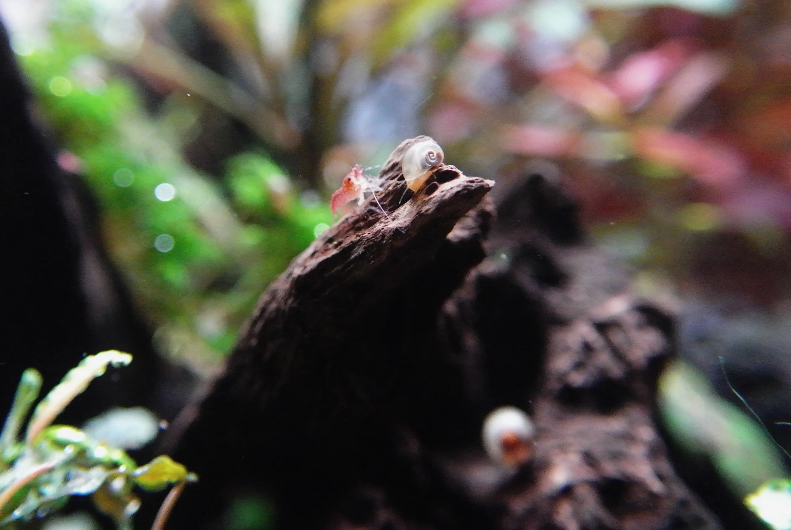 Shrimp n Snail.webp