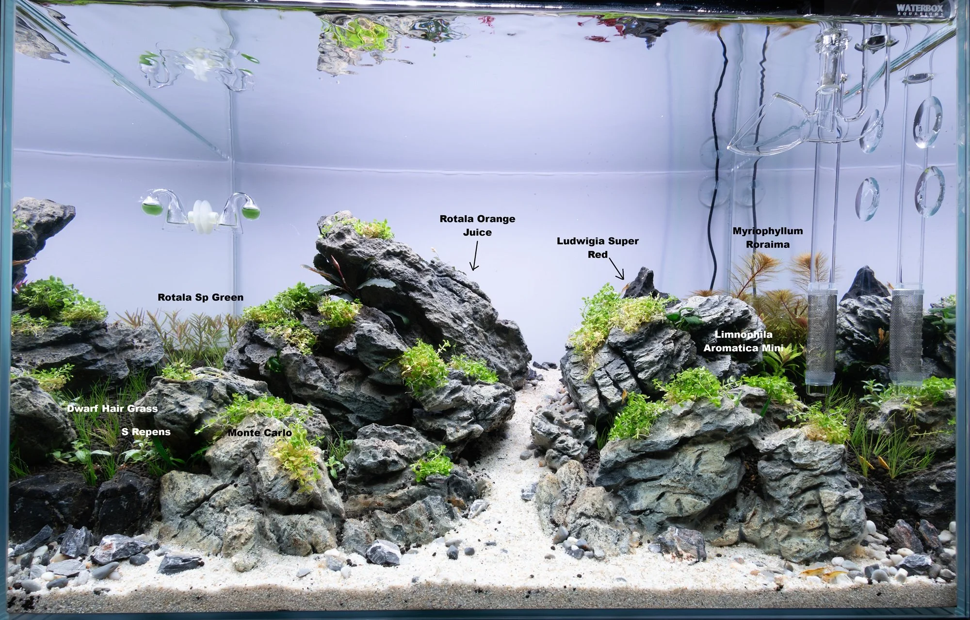 WB 25 12_23_25 Plants.webp