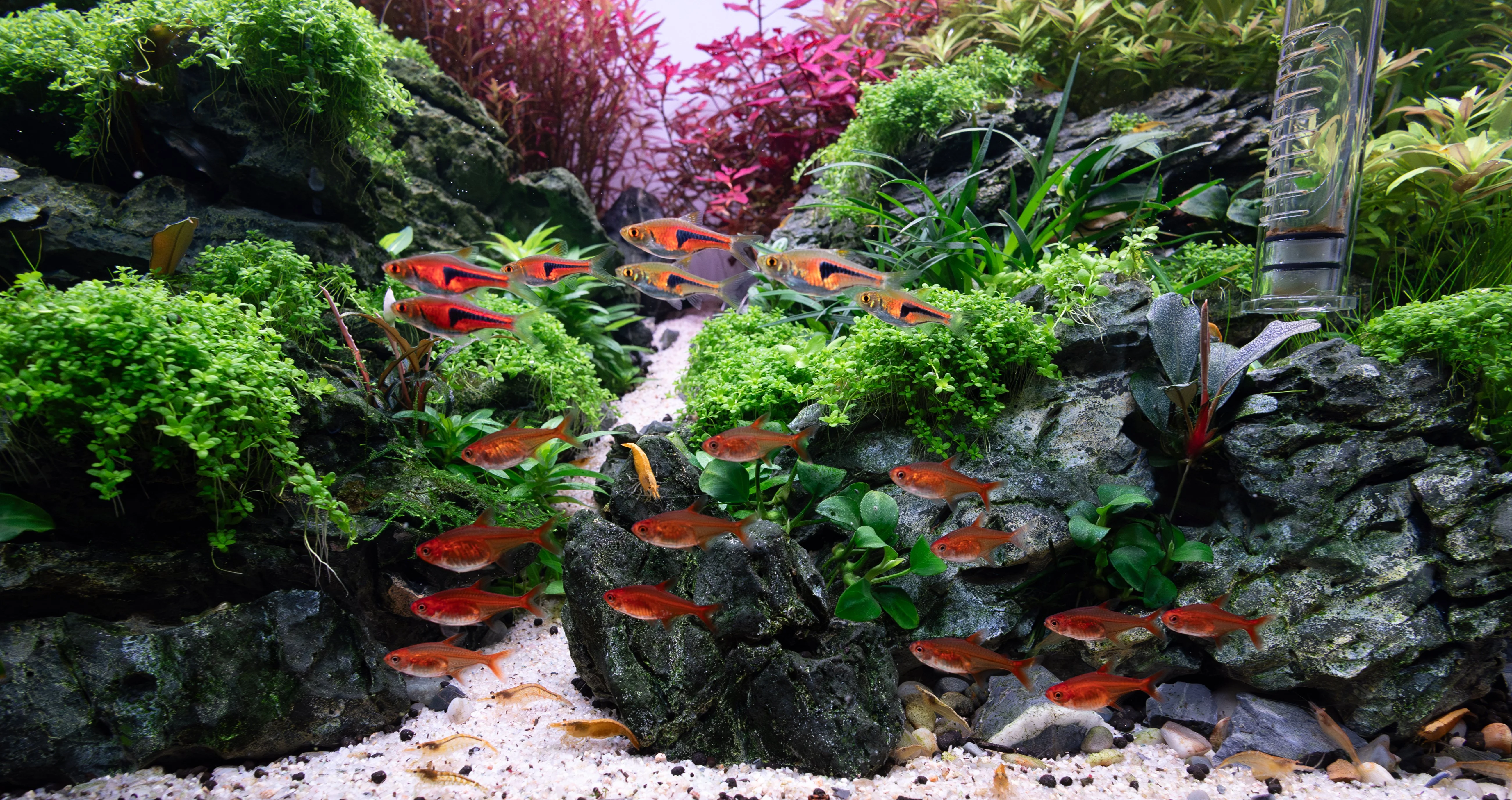 WB 25 Fish.webp